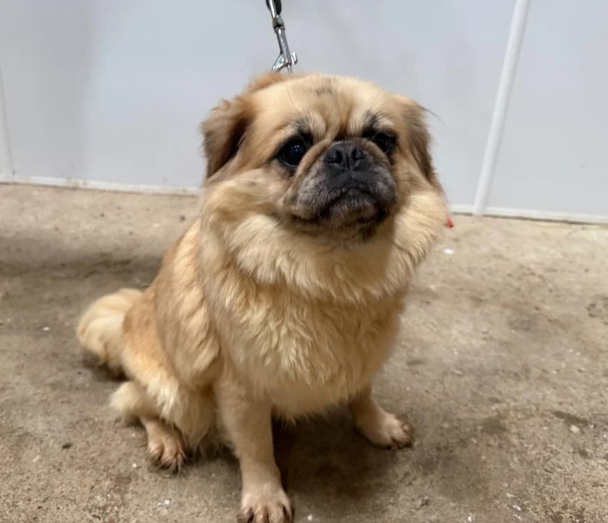 THELMA, female 5yo Pug for adoption at Gerhard Cramer), Arry