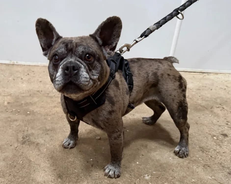 SALSA, female 4yo French Bulldog for adoption at Gerhard Cramer), Arry