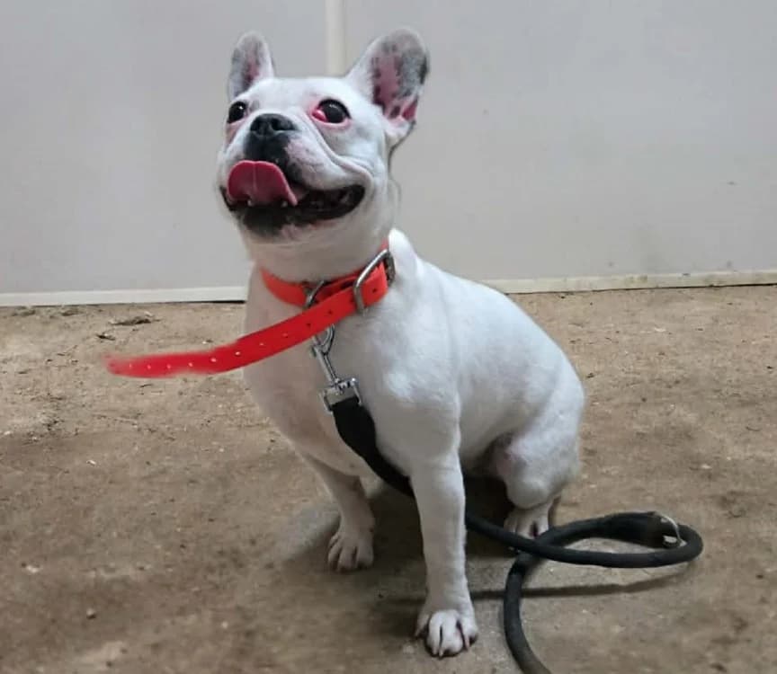 VAIANA, female young Mixed Breed for adoption at Gerhard Cramer), Arry