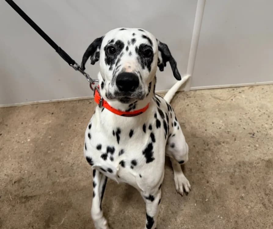 PANGO, male young Dalmatian for adoption at Gerhard Cramer), Arry