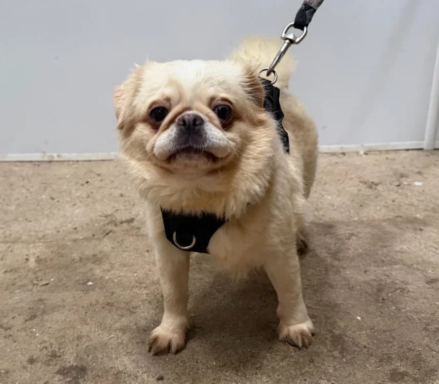 SOPHIA, female young Pug for adoption at Gerhard Cramer), Arry