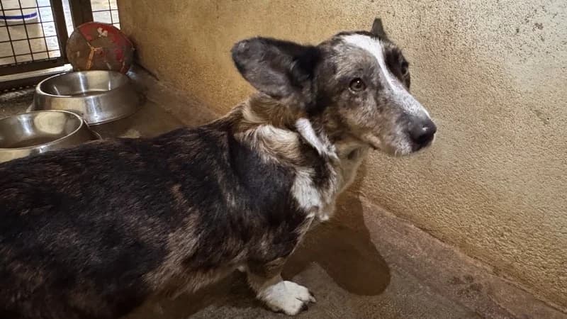 MANON, female 3yo mixed breed for adoption at Gerhard Cramer), Arry