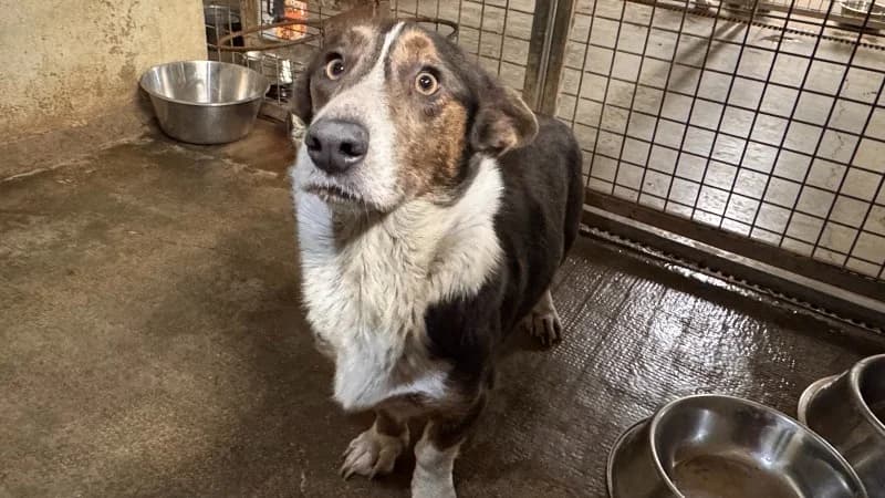 ORTHENSE, female 3yo mixed breed for adoption at Gerhard Cramer), Arry