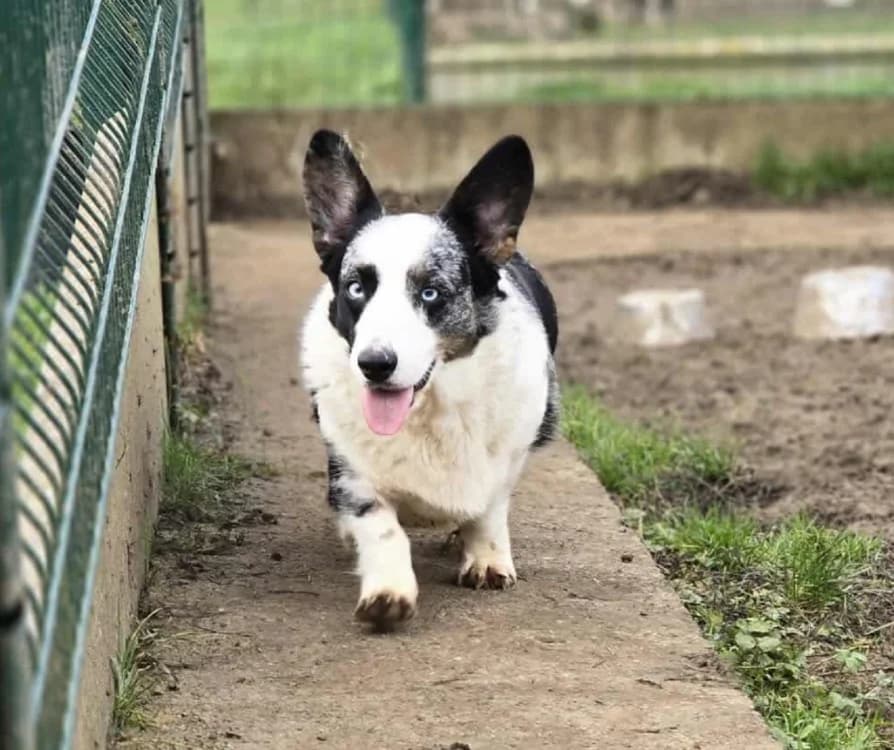 SO CUTE, female 3yo mixed breed for adoption at Gerhard Cramer), Arry