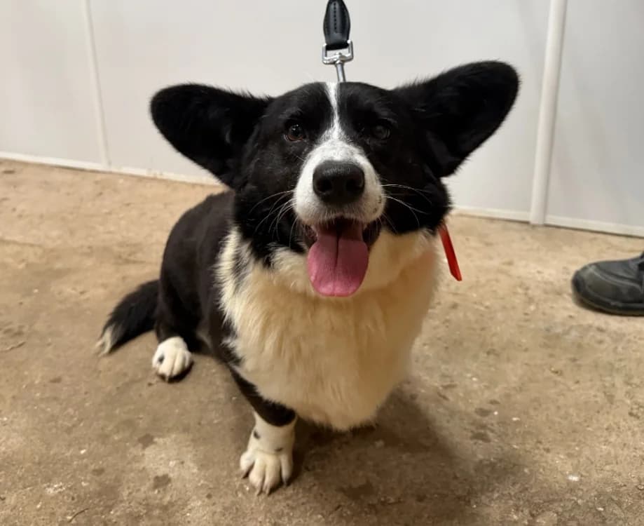 MOCHI, female young mixed breed for adoption at Gerhard Cramer), Arry