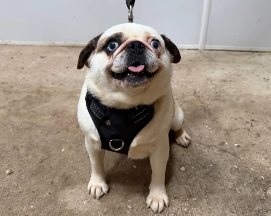 ESMEY, female young Pug for adoption at Gerhard Cramer), Arry