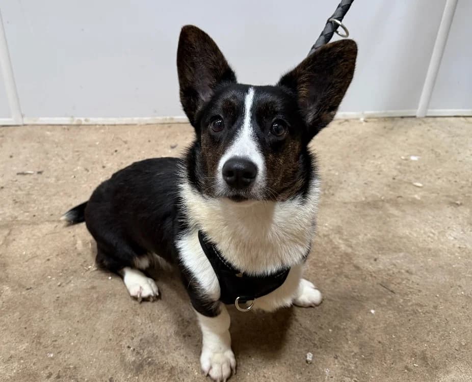 ALICE, female mixed breed for adoption at Gerhard Cramer), Arry