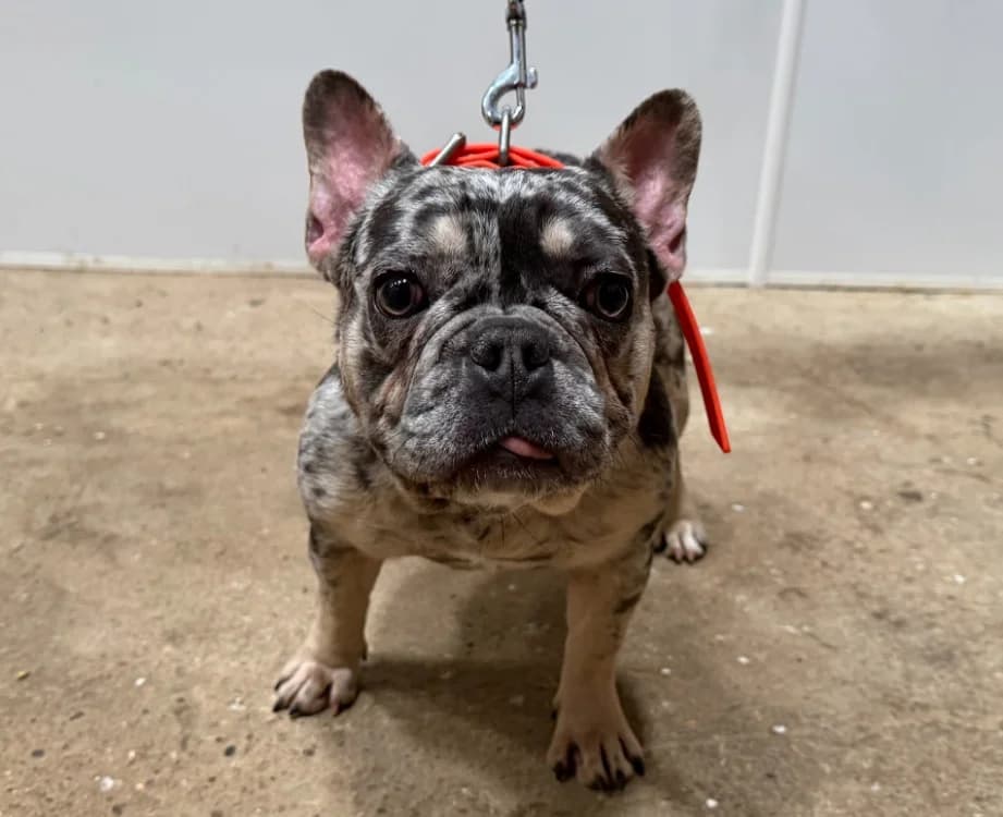 MOLETTE, female French Bulldog for adoption at Gerhard Cramer), Arry