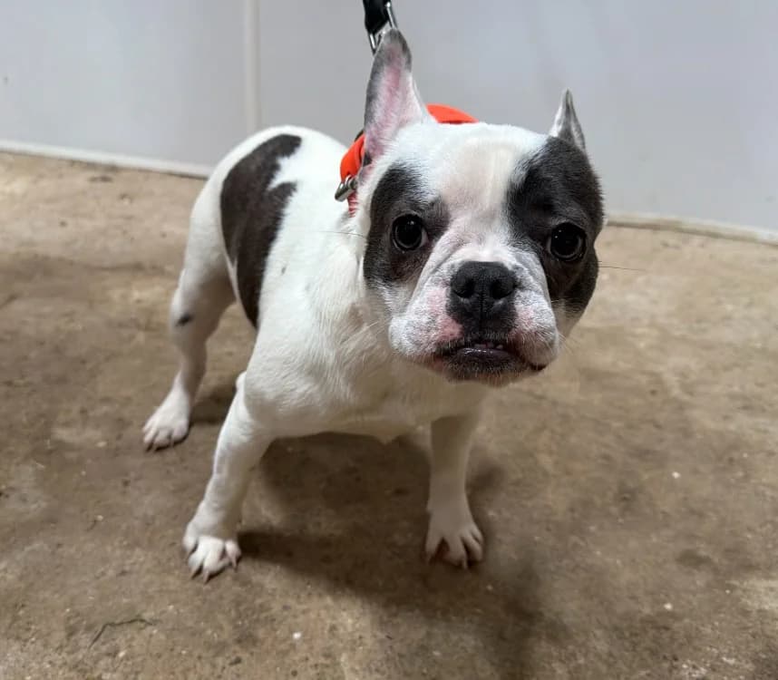 MOLLY, female young French Bulldog for adoption at Gerhard Cramer), Arry