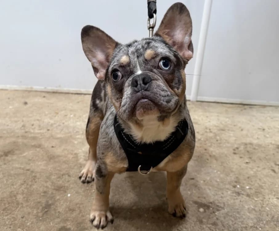 OBALIE, female French Bulldog for adoption at Gerhard Cramer), Arry