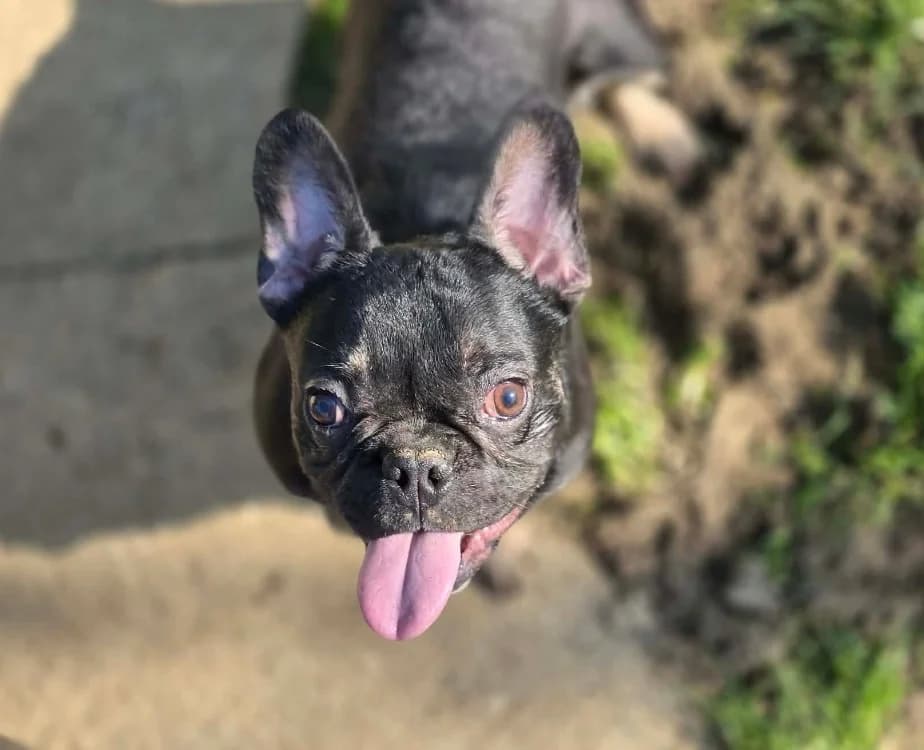 OUP'S, male French Bulldog for adoption at Gerhard Cramer), Arry