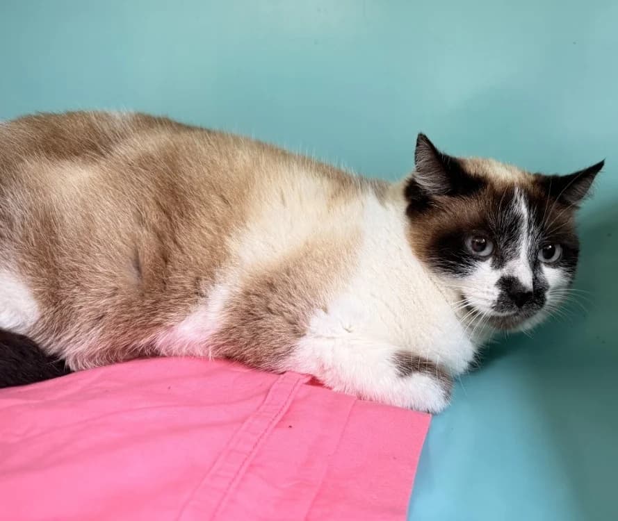GAIA, female senior Mixed Breed for adoption at Gerhard Cramer), Arry