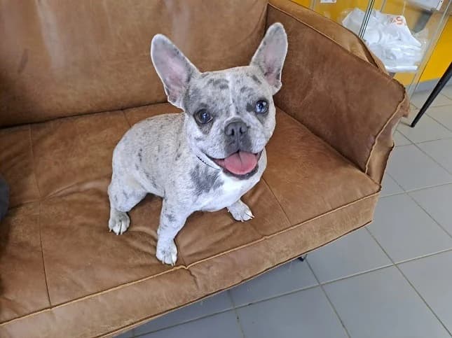 FOLIA, female 6yo French Bulldog for adoption at Gerhard Cramer), Arry