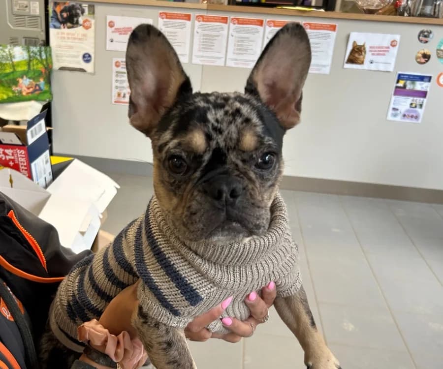 MAX,  (SPA Arras (Tilloy))