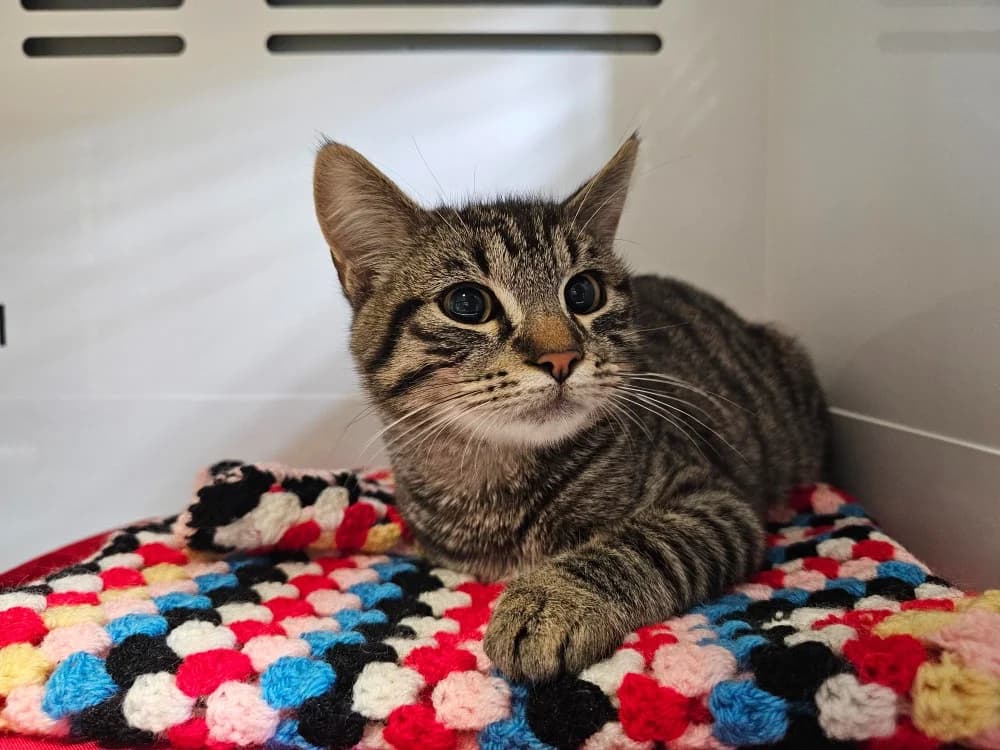 Basil, male Mixed Breed for adoption at Gerhard Cramer), Arry