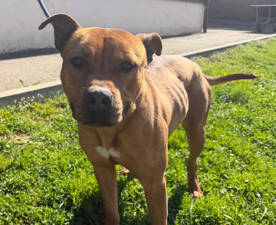 ROSCO, male young Mixed Breed for adoption at Gerhard Cramer), Arry