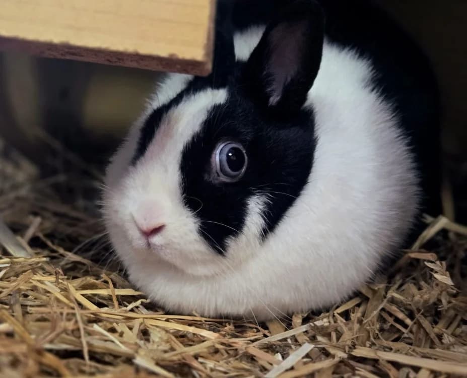 FANFAN, female Mixed Breed for adoption at Gerhard Cramer), Arry