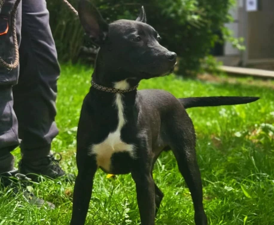 BILLY, male Mixed Breed for adoption at Gerhard Cramer), Arry
