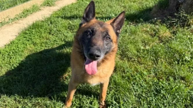 creed, male senior Belgian Malinois for adoption at Gerhard Cramer), Arry