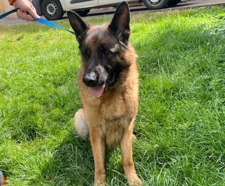 TITO, male 4yo German Shepherd for adoption at Gerhard Cramer), Arry