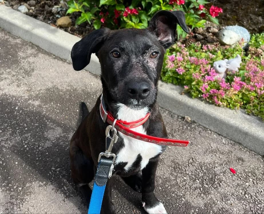 ROXY, female mixed breed for adoption at Gerhard Cramer), Arry