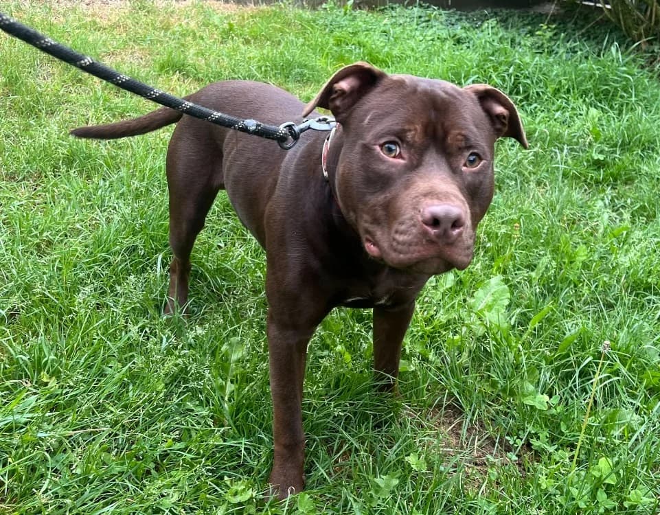 MANGO, male mixed breed for adoption at Gerhard Cramer), Arry