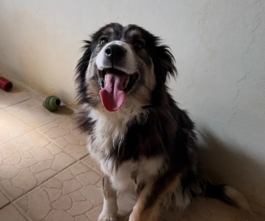 FAFADELLE, female 6yo Border Collie for adoption at Gerhard Cramer), Arry