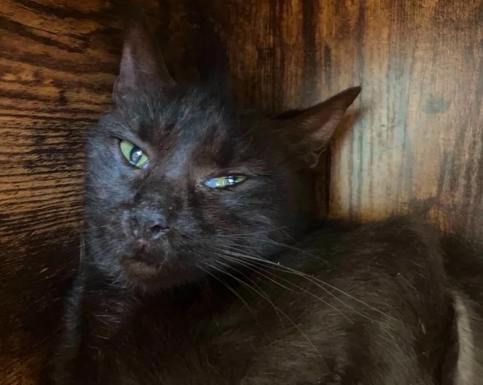 MARYLAND, female 4yo Mixed Breed for adoption at Gerhard Cramer), Arry