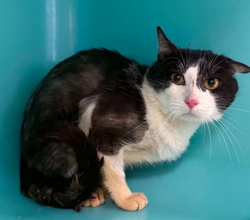 ARKANSAS, male 5yo Mixed Breed for adoption at Gerhard Cramer), Arry