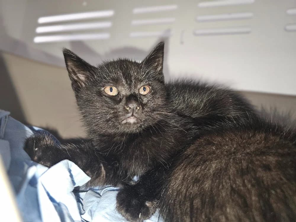 Panko, male Mixed Breed for adoption at Gerhard Cramer), Arry