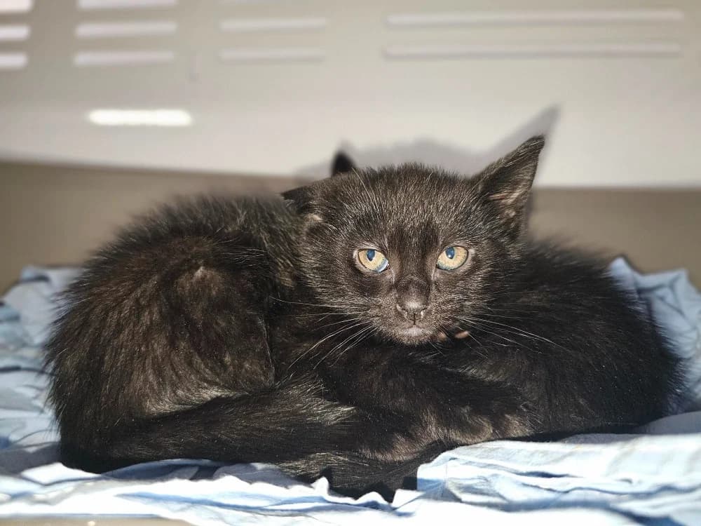 Bennett, male Mixed Breed for adoption at Gerhard Cramer), Arry