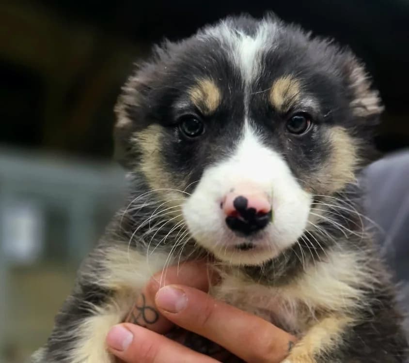 KHAELIS, female Border Collie for adoption at Gerhard Cramer), Arry