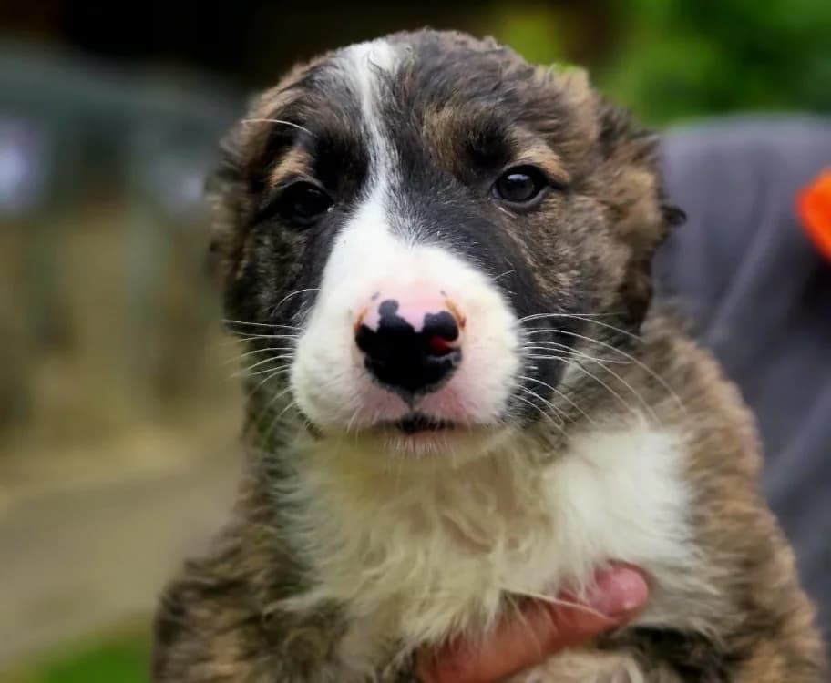 VARKOS, male Border Collie for adoption at Gerhard Cramer), Arry