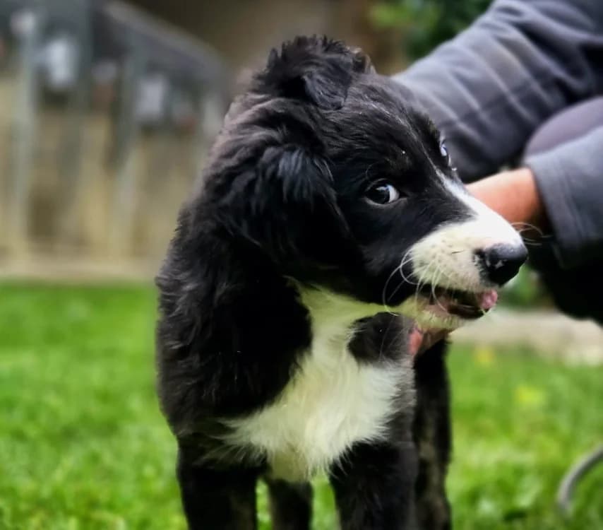 MORVYA, female Border Collie for adoption at Gerhard Cramer), Arry