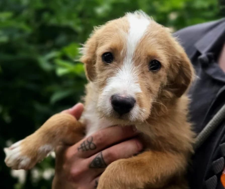 CHIBI, male Mixed Breed for adoption at Gerhard Cramer), Arry