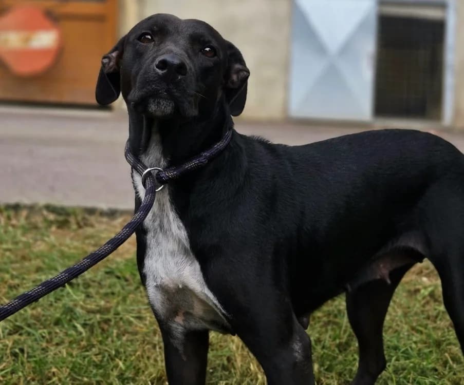 PAQUI, female young mixed breed for adoption at Gerhard Cramer), Arry
