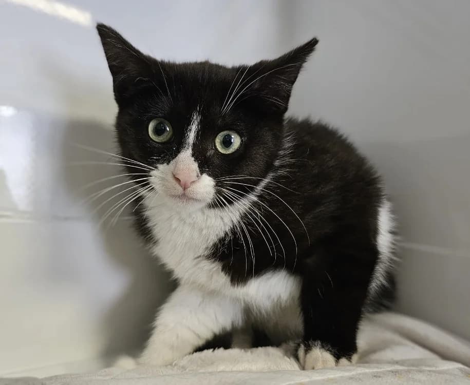 Ricard, male Mixed Breed for adoption at Gerhard Cramer), Arry