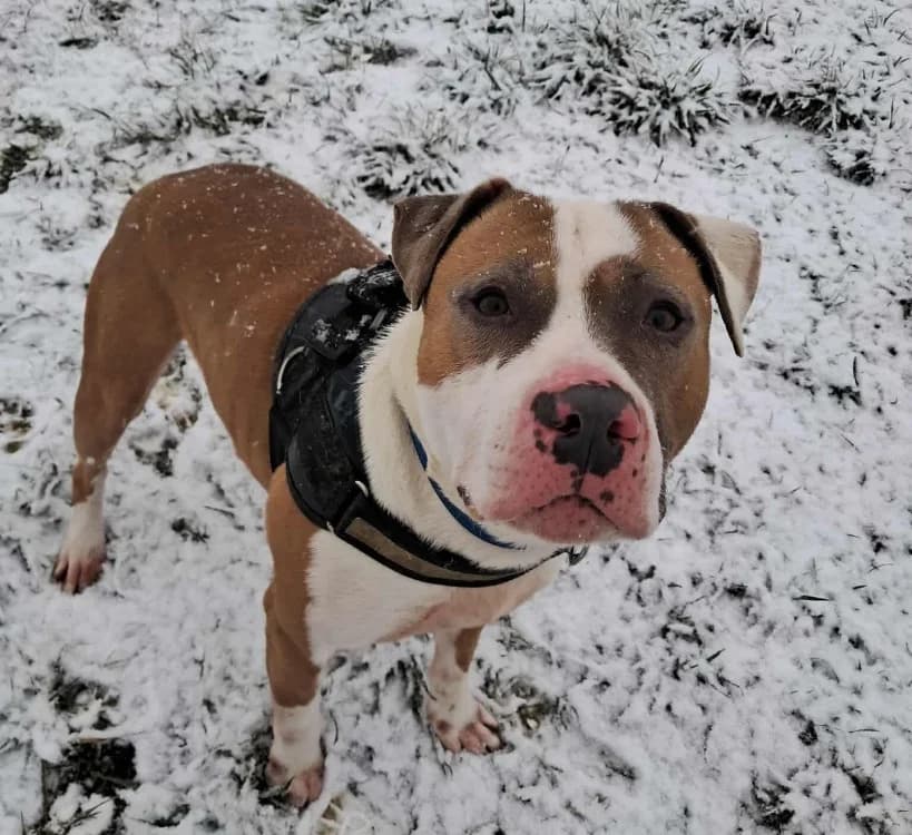 TAISHON, male 4yo mixed breed for adoption at Gerhard Cramer), Arry