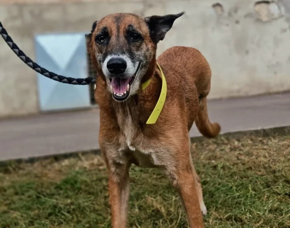 TEA, female 6yo Mixed Breed for adoption at Gerhard Cramer), Arry