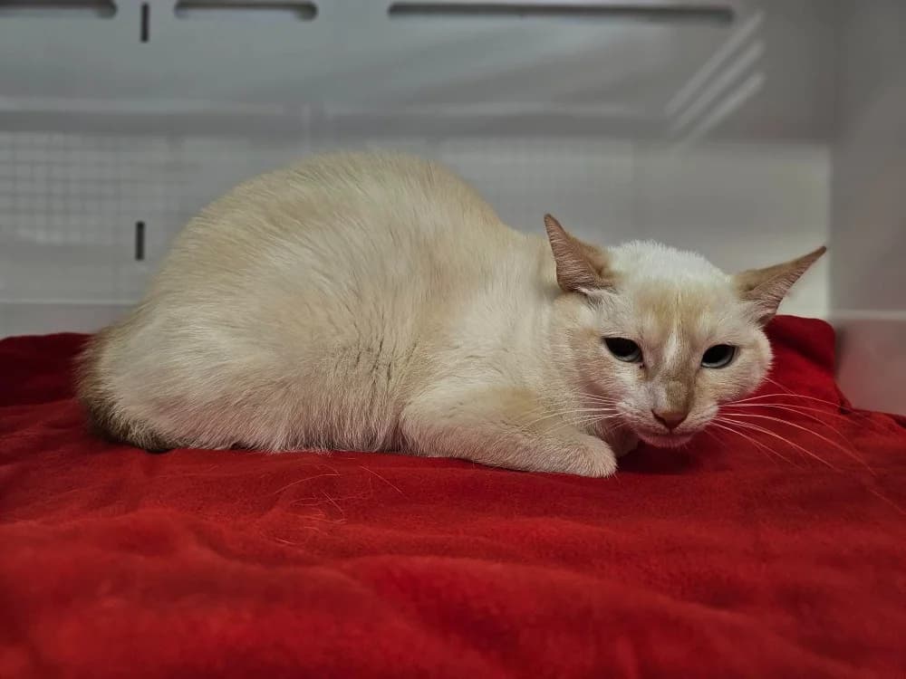 Aglaé, female Mixed Breed for adoption at Gerhard Cramer), Arry