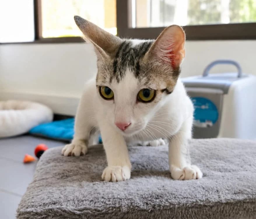 ILONI, female Mixed Breed for adoption at Gerhard Cramer), Arry