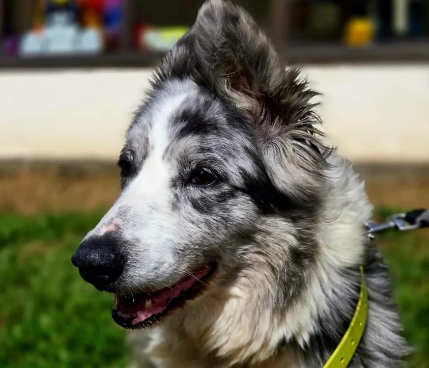 PALADIUM, female senior Border Collie for adoption at Gerhard Cramer), Arry
