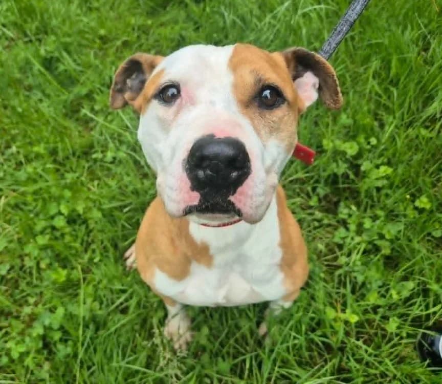 NELO, female senior American Staffordshire Terrier for adoption at Gerhard Cramer), Arry