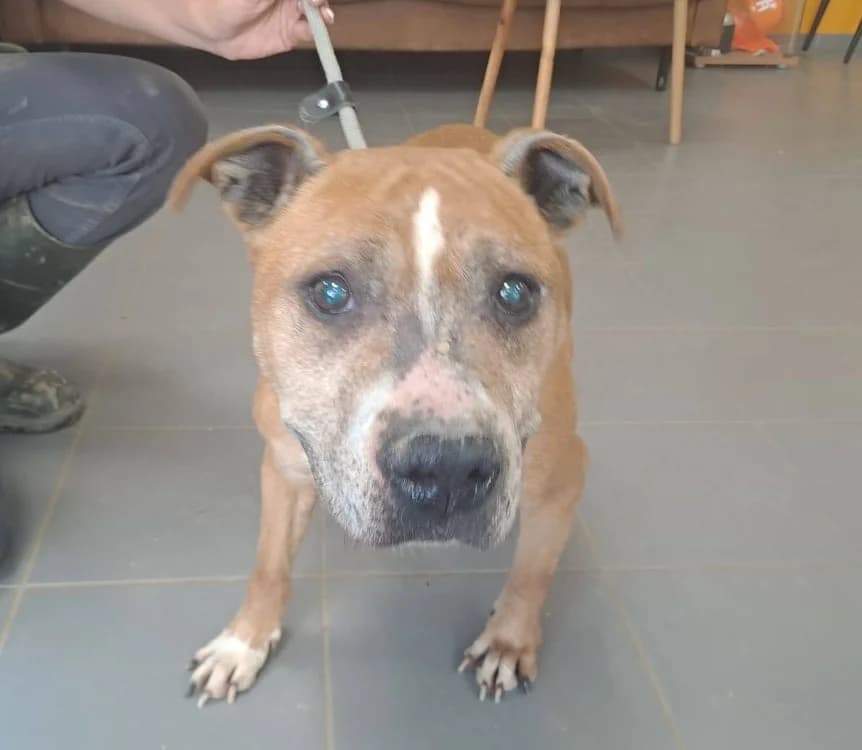 HEVY, female senior American Staffordshire Terrier for adoption at Gerhard Cramer), Arry