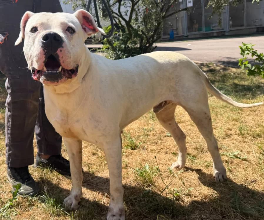 DANI, male 3yo Mixed Breed for adoption at Gerhard Cramer), Arry