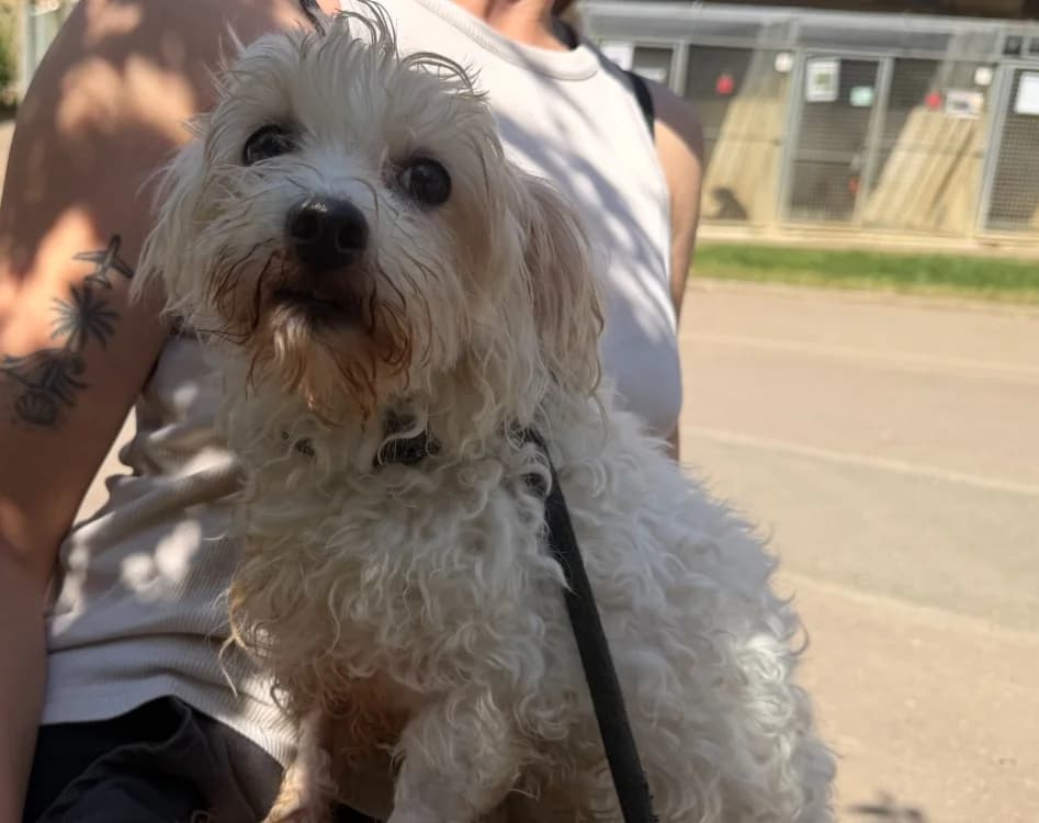 SWAN, female senior mixed breed for adoption at Gerhard Cramer), Arry
