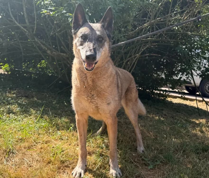 KESTA, female senior Belgian Malinois for adoption at Gerhard Cramer), Arry