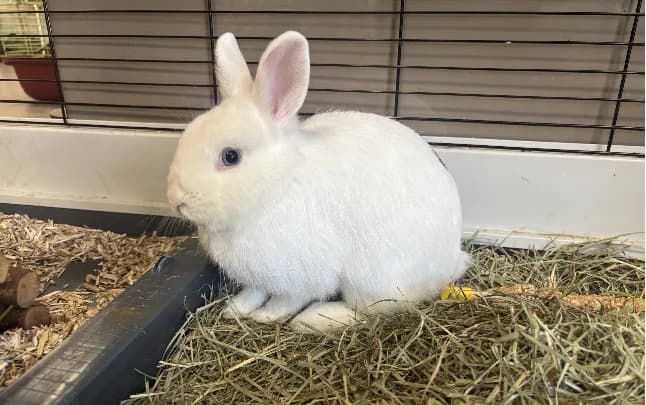 GABANA, female Mixed Breed for adoption at Gerhard Cramer), Arry