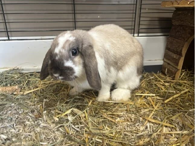 DOLCE, female Mixed Breed for adoption at Gerhard Cramer), Arry