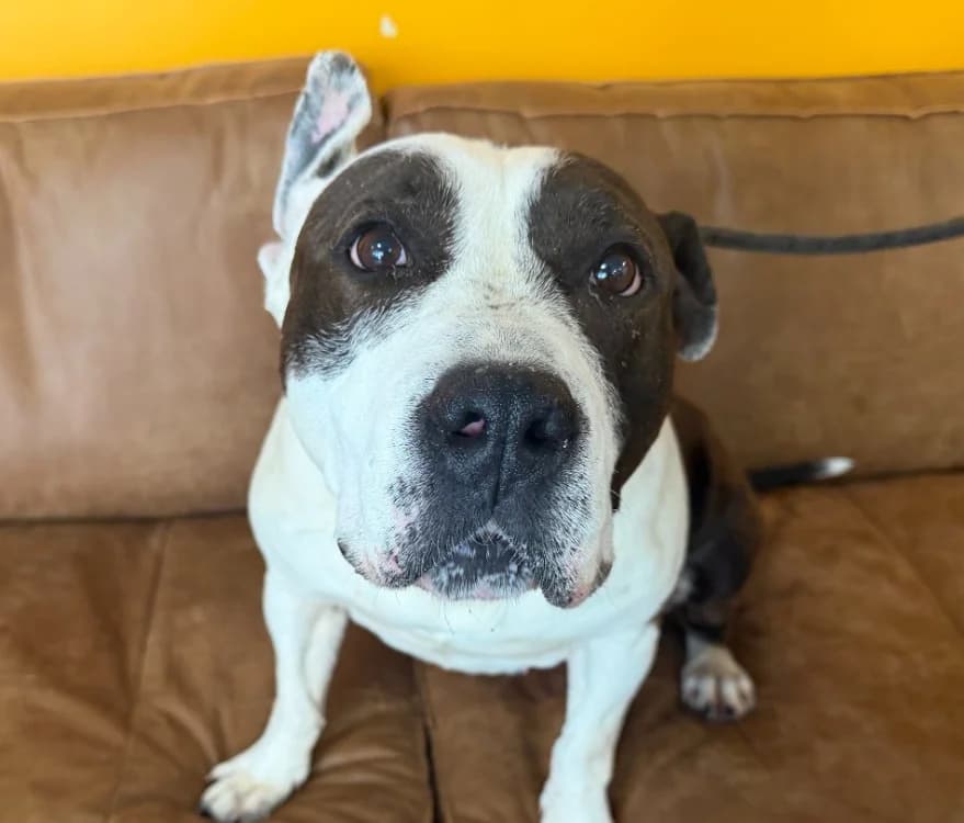 NIKITA, female senior American Bully for adoption at Gerhard Cramer), Arry